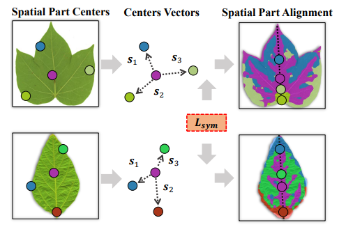 Learning Deep Asymmetric Tolerant Part Representation
