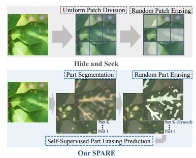 SPARE: Self-Supervised Part Erasing for Ultra-Fine-Grained Visual Categorization